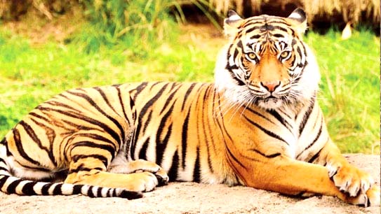 Jungle Tiger Safari